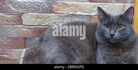 Graue Katze auf einem Backstein-Wandhintergrund, Tierkatzenmotiv Stockfoto