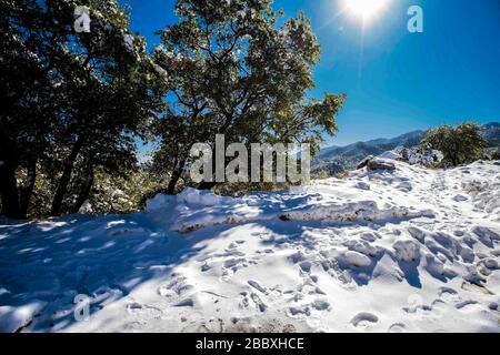 Ein Sonnenstrahl durchdringt die Blätter und Äste der Eiche, an einem Tag mit klarem Himmel und blauem Himmel. Winter in Cananea, Sonora, Mexiko. Schnee auf den Bergen La Mariquita und Sierra Elenita. 2020. (Foto von: GerardoLopez / NortePhoto.com)... ... un rayo de luz de sol atraviesa las hojas y ramas de arbol encino, durante un dia con cielo despejado y cielo azul. Invierno en Cananea, Sonora, Mexiko. Nieve en la siera la Mariquita y sierra Elenita . 2020. (Foto von: GerardoLopez/NortePhoto.com ) Stockfoto