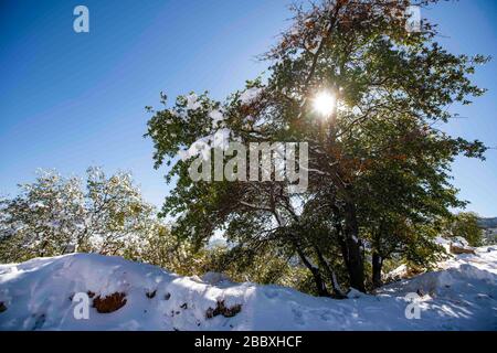 Ein Sonnenstrahl durchdringt die Blätter und Äste der Eiche, an einem Tag mit klarem Himmel und blauem Himmel. Winter in Cananea, Sonora, Mexiko. Schnee auf den Bergen La Mariquita und Sierra Elenita. 2020. (Foto von: GerardoLopez / NortePhoto.com)... ... un rayo de luz de sol atraviesa las hojas y ramas de arbol encino, durante un dia con cielo despejado y cielo azul. Invierno en Cananea, Sonora, Mexiko. Nieve en la siera la Mariquita y sierra Elenita . 2020. (Foto von: GerardoLopez/NortePhoto.com ) Stockfoto