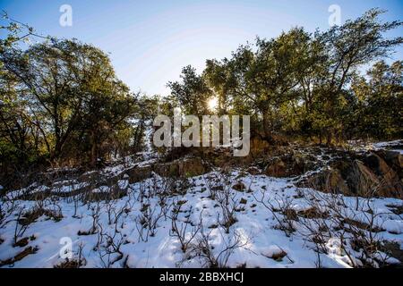 Ein Sonnenstrahl durchdringt die Blätter und Äste der Eiche, an einem Tag mit klarem Himmel und blauem Himmel. Winter in Cananea, Sonora, Mexiko. Schnee auf den Bergen La Mariquita und Sierra Elenita. 2020. (Foto von: GerardoLopez / NortePhoto.com)... ... un rayo de luz de sol atraviesa las hojas y ramas de arbol encino, durante un dia con cielo despejado y cielo azul. Invierno en Cananea, Sonora, Mexiko. Nieve en la siera la Mariquita y sierra Elenita . 2020. (Foto von: GerardoLopez/NortePhoto.com ) Stockfoto