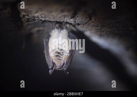 Nahaufnahme von seltsamen Tieren Natterers Fledermaus Myotis nattereri, die während des Winterschlafs auf dem Kopf auf dem kalten Backstein-Bogenkeller hängt. Kreative Wildtiere Stockfoto