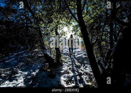 Ein Sonnenstrahl durchdringt die Blätter und Äste der Eiche, an einem Tag mit klarem Himmel und blauem Himmel. Winter in Cananea, Sonora, Mexiko. Schnee auf den Bergen La Mariquita und Sierra Elenita. 2020. (Foto von: GerardoLopez / NortePhoto.com)... ... un rayo de luz de sol atraviesa las hojas y ramas de arbol encino, durante un dia con cielo despejado y cielo azul. Invierno en Cananea, Sonora, Mexiko. Nieve en la siera la Mariquita y sierra Elenita . 2020. (Foto von: GerardoLopez/NortePhoto.com ) Stockfoto