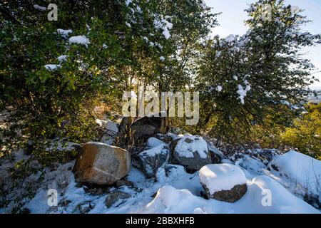 Ein Sonnenstrahl durchdringt die Blätter und Äste der Eiche, an einem Tag mit klarem Himmel und blauem Himmel. Winter in Cananea, Sonora, Mexiko. Schnee auf den Bergen La Mariquita und Sierra Elenita. 2020. (Foto von: GerardoLopez / NortePhoto.com)... ... un rayo de luz de sol atraviesa las hojas y ramas de arbol encino, durante un dia con cielo despejado y cielo azul. Invierno en Cananea, Sonora, Mexiko. Nieve en la siera la Mariquita y sierra Elenita . 2020. (Foto von: GerardoLopez/NortePhoto.com ) Stockfoto