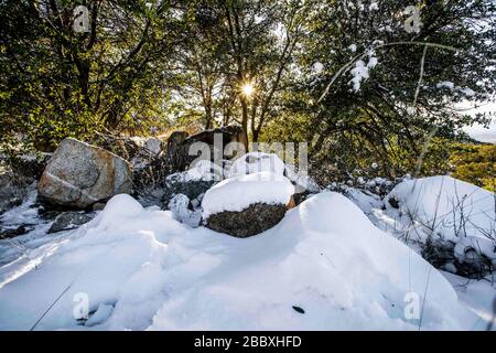 Ein Sonnenstrahl durchdringt die Blätter und Äste der Eiche, an einem Tag mit klarem Himmel und blauem Himmel. Winter in Cananea, Sonora, Mexiko. Schnee auf den Bergen La Mariquita und Sierra Elenita. 2020. (Foto von: GerardoLopez / NortePhoto.com)... ... un rayo de luz de sol atraviesa las hojas y ramas de arbol encino, durante un dia con cielo despejado y cielo azul. Invierno en Cananea, Sonora, Mexiko. Nieve en la siera la Mariquita y sierra Elenita . 2020. (Foto von: GerardoLopez/NortePhoto.com ) Stockfoto