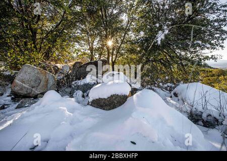 Ein Sonnenstrahl durchdringt die Blätter und Äste der Eiche, an einem Tag mit klarem Himmel und blauem Himmel. Winter in Cananea, Sonora, Mexiko. Schnee auf den Bergen La Mariquita und Sierra Elenita. 2020. (Foto von: GerardoLopez / NortePhoto.com)... ... un rayo de luz de sol atraviesa las hojas y ramas de arbol encino, durante un dia con cielo despejado y cielo azul. Invierno en Cananea, Sonora, Mexiko. Nieve en la siera la Mariquita y sierra Elenita . 2020. (Foto von: GerardoLopez/NortePhoto.com ) Stockfoto