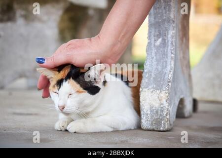 Weibliche Hand streichelt eine dreifarbige Katze, die auf dem Straßenbelag sitzt. Stockfoto