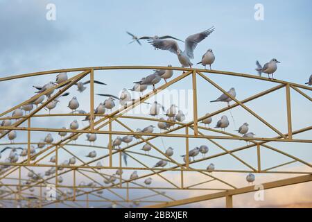 Viele Möwen sitzen auf einem Metallrahmenpavillon am Strand. Stockfoto