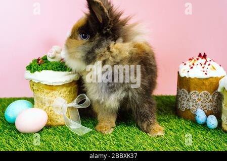 Osterhase mit bunten pastellfarbenen Eiern und süßen Cupcakes und Osterkuchen auf pinkfarbenem Grund und frischem Gras. Osterferienkonzept. Stockfoto