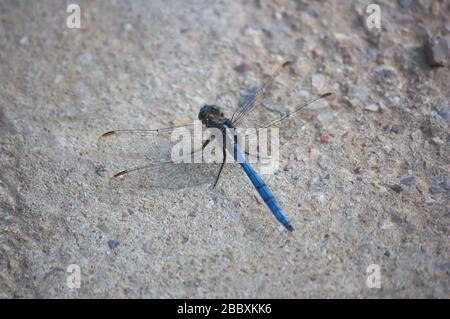 Nahaufnahme einer blauen Drachenfliege (Orthetrum cancellatum), die auf Asphaltgrund thront Stockfoto