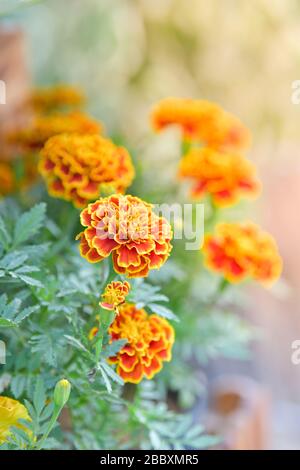 Orangefarbene Zinnia-Blume im Garten der Hinterhofblüte Stockfoto