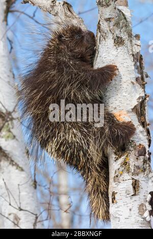 Porcupine (Erethizon dorsatum in Paper Birch (Betula papyrifera) Tree, Early Spring, N America, von Dominique Braud/Dembinsky Photo Assoc Stockfoto