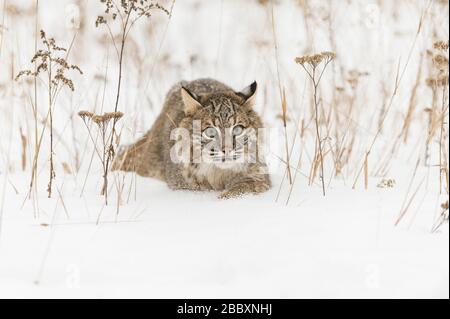 Bobcat Stalking, (Lynx rufus), Nordamerika, von Dominique Braud/Dembinsky Photo Assoc Stockfoto