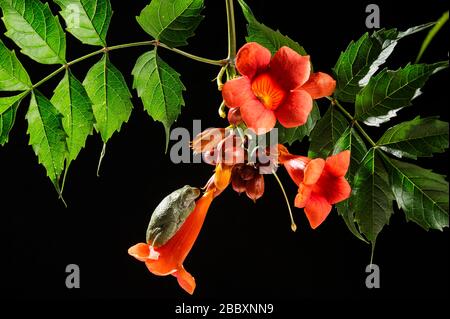 Graubaum-Frosch (Hyla versicolor) an blühenden Trompeten-Rebsorten (Campsis radicans), Mittlerer Westen und östlicher USA, von Dominique Braud/Dembinsky Photo A Stockfoto