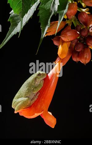 Graubaum-Frosch (Hyla versicolor) an blühenden Trompeten-Rebsorten (Campsis radicans), Mittlerer Westen und östlicher USA, von Dominique Braud/Dembinsky Photo A Stockfoto