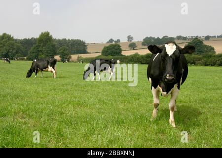 Holstein Kühe Rasen auf einem Bauernhof im Vereinigten Königreich Stockfoto