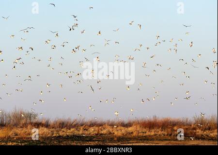 Tiere, Vogel, Vögel, Fliege, Vogel, Wasser, Vögel in Wasser, Natur, Tierwelt, Ornithologie, Stockfoto