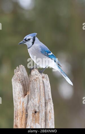 Ostblauer Jay (Cyanocitta Cristata), Nahrungssuche, Winter, E Nordamerika, von Dominique Braud/Dembinsky Photo Assoc Stockfoto