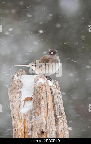 Dunkeläugige junco (Junco hyemalis)-Frau, im Schneesturm, Ostnordamerikaner, von Dominique Braud/Dembinsky Photo Assoc Stockfoto