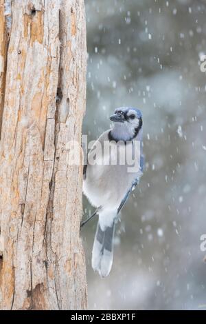 Ostblauer Jay (Cyanocitta Cristata), Nahrungssuche, Winter, E Nordamerika, von Dominique Braud/Dembinsky Photo Assoc Stockfoto