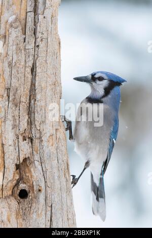Ostblauer Jay (Cyanocitta Cristata), Nahrungssuche, Winter, E Nordamerika, von Dominique Braud/Dembinsky Photo Assoc Stockfoto