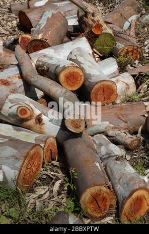 Ein Haufen neu geschnittener Eukalyptusstämme erwartet die Sammlung in einem Park. Die Wachstumsringe der Bäume sind an den freiliegenden Schnittenden der Holzstämme sichtbar. Stockfoto