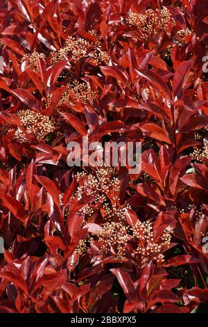 Nahaufnahme von Blättern und Blumenhaufen von Photinia, einem Zierstrauch, der in den Frühlingskärten ein helles bronzenes neues Wachstum hervorbringt.Hintergrund verwenden Stockfoto