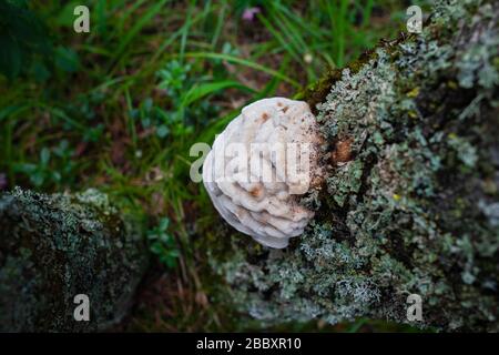 An einem Baum in Gruppe wachsende Weißpilze Stockfoto