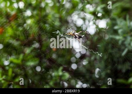 Die Spinne klettert auf das Netz. Geringe Schärfentiefe Stockfoto