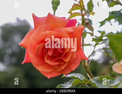 "Lambada" eine orangefarbene aprikosenfarbene Rosenstrauchrose, Kordes 2016/18, in der Blüte im Vereinigten Königreich 2019. Lambada - Kordes - Trials 2016/2018 - Sieger Bester Strauch Stockfoto