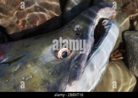 Wilder Rotlachsfisch Sickeye Salmon Oncorhynchus nerka. Rote Farbe des Pazifischen Lachses beim Laichen. Nahansicht Fische schnausten unter Wasser. Sommerangeln Stockfoto