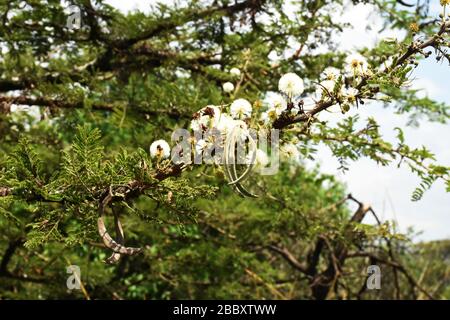 Akazienzweig und Blumen im Savannenwald in der östlichen Provinz Ruanda, Ostafrika Stockfoto