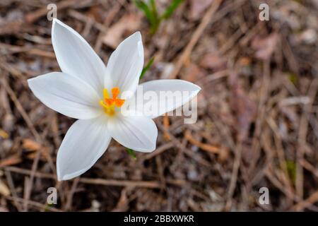 Weiße Krokusblüte (Crocus albiflorus), Nahaufnahme der Blumenzwiebel im Freien in natürlicher Umgebung, Ontario, Kanada Stockfoto