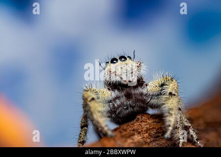 Platycryptus undatus springen Close up Spider. Makro Foto von Insekt und Tier Stockfoto
