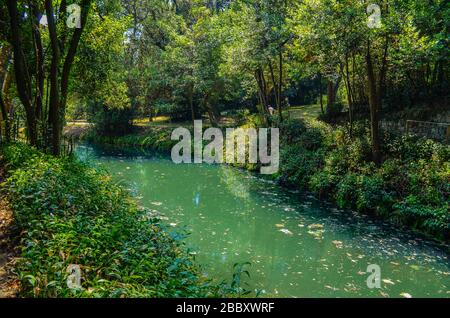 Kleiner Fluss im tiefgrünen Wald Stockfoto
