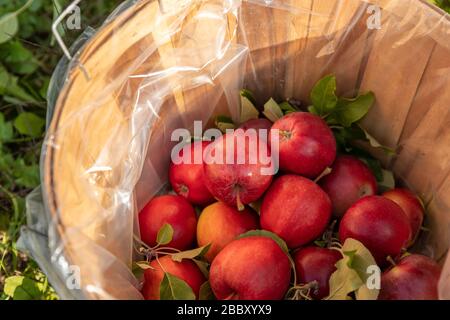 Nahaufnahme eines mit roten Äpfeln gefüllten Buschelkorbs Stockfoto