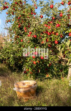 Scheffel Körbe vor einem apfelbaum in einem Obstgarten Stockfoto