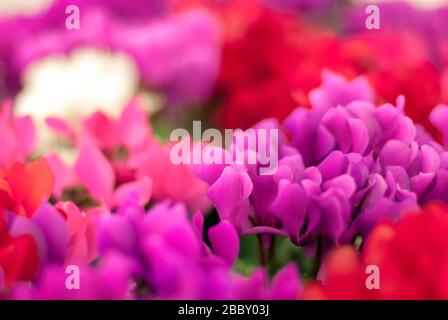 Pinkfarbene und rote Cyclamen im Garten für farbenfrohen, verschwommenen Hintergrund Stockfoto