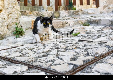 Eine schöne, kurzhaarige schwarz-weiße Katze mit gelben Augen in der alten gegend von sassi in Matera Italien. Stockfoto