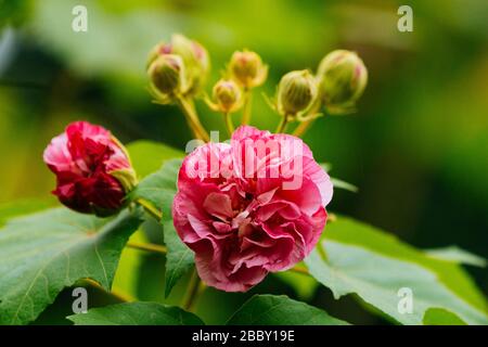 Hibiscus blüht im Park Stockfoto