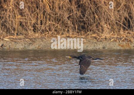 Der große Kormoran fliegt am frühen Morgen auf Wasserniveau über einen Fluss, ein dunkel gefärbter Wasservogel, der auch Great Black Cormorant genannt wird Stockfoto