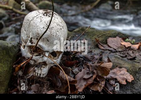 Verlassener menschlicher Schädel auf Felsen mit Blättern am Ufer eines Herbstbrooks. Stockfoto