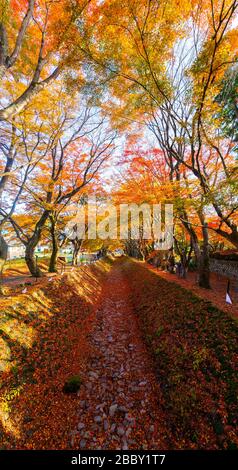 Ahorn-Korridor in der Herbstsaison im Gebiet des Kawaguchiko-Sees, Japan. Stockfoto