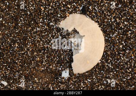 Defekter Sand-Dollar am Strand, Neskowin State Park, Oregon Stockfoto