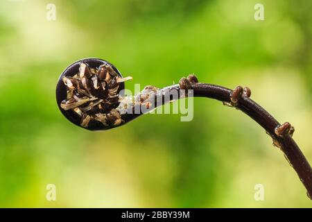 Ein Farnfiddlebead in den frühen Stadien der Entwirtung, Santa Elena Cloud Forest Reserve, Monteverde, Costa Rica. Stockfoto