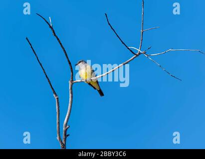 MacGillivrays Warbler ( Geothlypis tolmiei) thront auf einem Zweigbaum im Sepulveda Wildlife Sanctuary CA USA Stockfoto