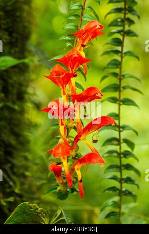 Fliegende Goldfischpflanze (Columnea microcalyx) im Santa Elena Cloud Forest Reserve in Monteverde, Costa Rica. Stockfoto