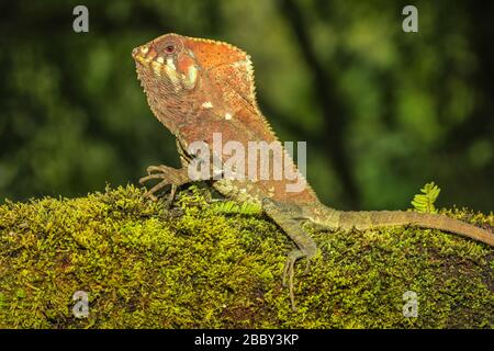 Glattes gerahmtes Iguana (Corytophanes cristatus), das auf einem Log sitzt, Costa Rica Stockfoto