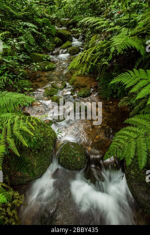 Wilde Farne und moosige Felsen entlang eines Baches im Santa Elena Cloud Forest Reserve in Monteverde, Costa Rica. Stockfoto