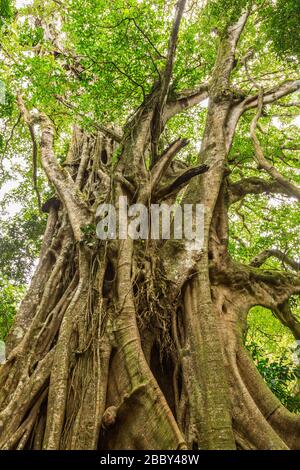 Großer Strangler Feigenbaum (Ficus costaricana) im Curi Cancha Wildlife Refuge in Monteverde, Costa Rica. Stockfoto