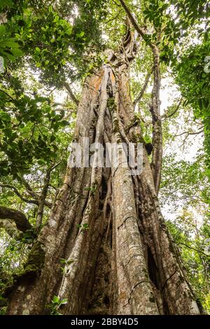 Großer Strangler Feigenbaum (Ficus costaricana) im Curi Cancha Wildlife Refuge in Monteverde, Costa Rica. Stockfoto